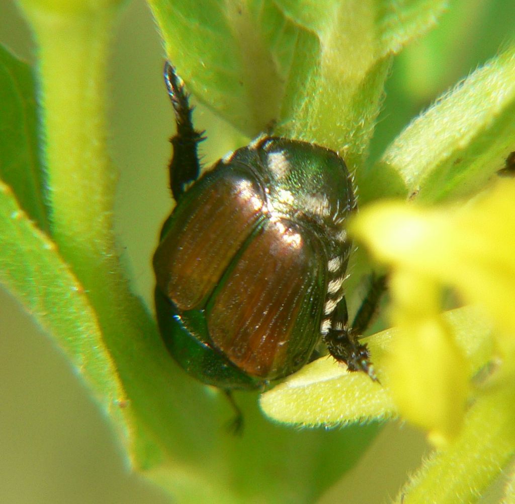 Popillia japonica (Rutelidae)